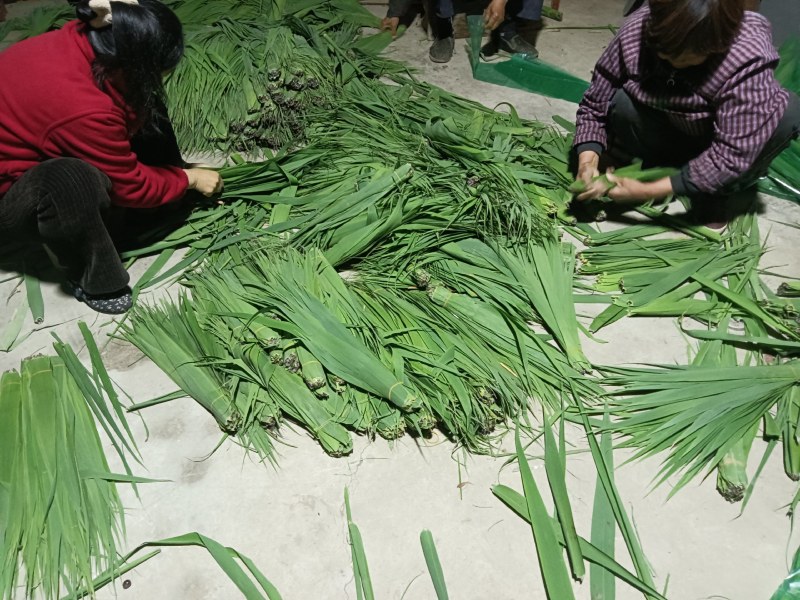 最后亏本处理一天精品芦苇叶手工采摘挑选天然野生