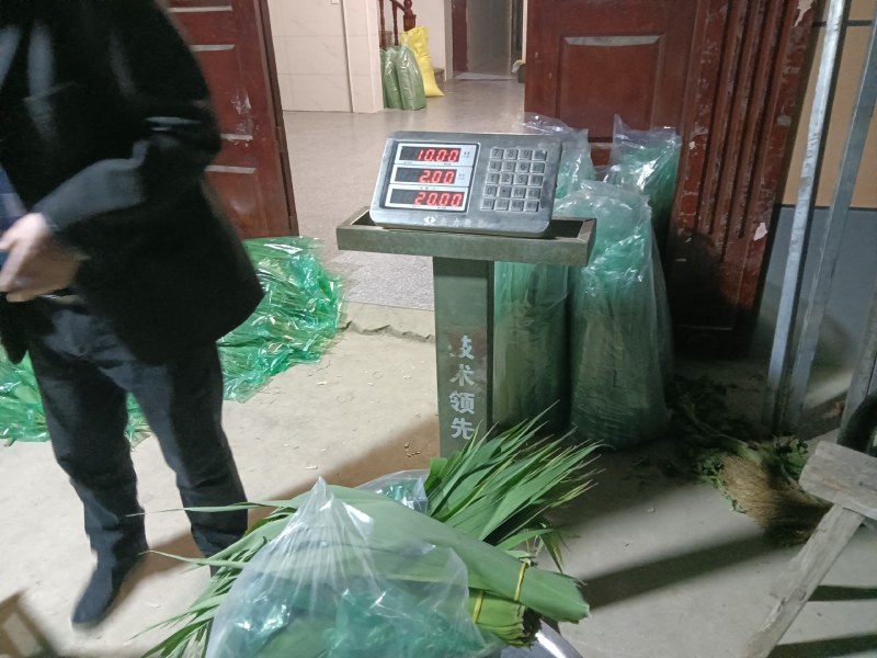 最后亏本处理一天精品芦苇叶手工采摘挑选天然野生