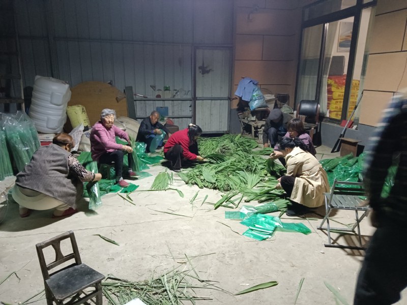 最后亏本处理一天精品芦苇叶手工采摘挑选天然野生