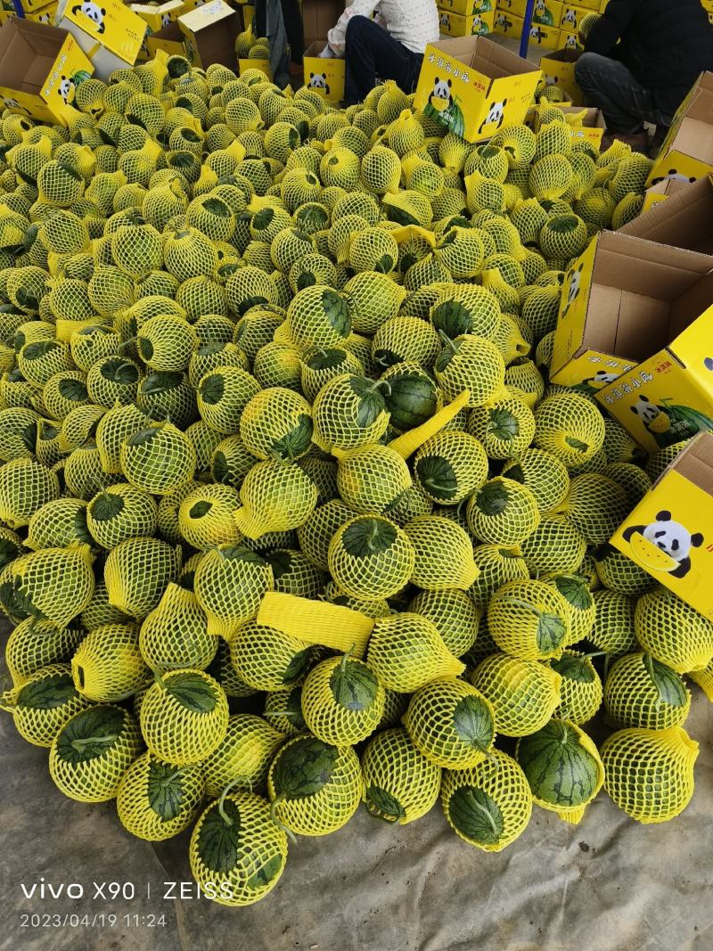 精品特小凤西瓜现货大量上市，江苏直购种植产地欢迎采购