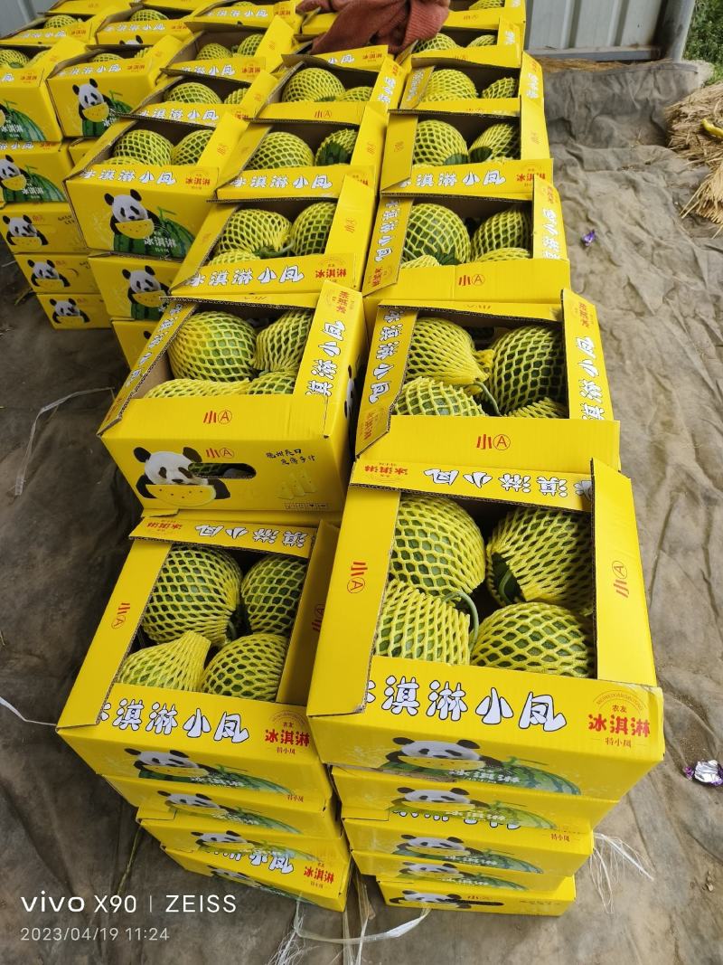 精品特小凤西瓜现货大量上市，江苏直购种植产地欢迎采购