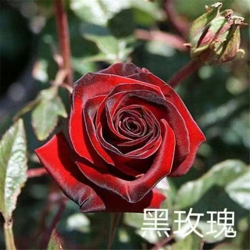 云南玫瑰月季花苗四季开花大花鲜切花扦插小苗阳台庭院盆栽花