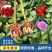 云南玫瑰月季花苗四季开花大花鲜切花扦插小苗阳台庭院盆栽花