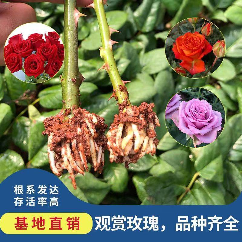 云南玫瑰月季花苗四季开花大花鲜切花扦插小苗阳台庭院盆栽花