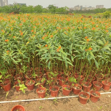 2304苗圃供应马利筋50-100cm高盆栽苗开花