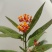 2304苗圃供应马利筋50-100cm高盆栽苗开花