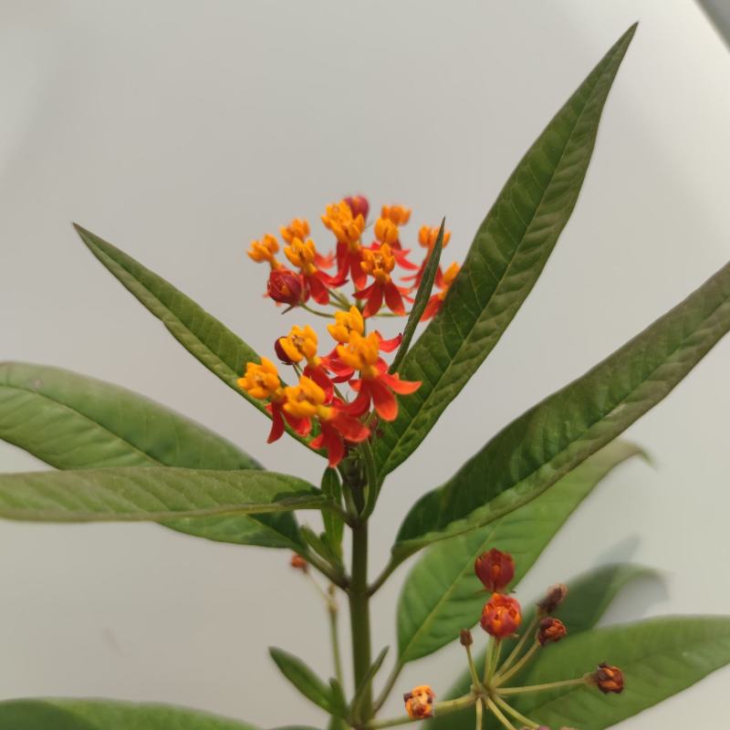2304苗圃供应马利筋50-100cm高盆栽苗开花