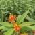 2304苗圃供应马利筋50-100cm高盆栽苗开花