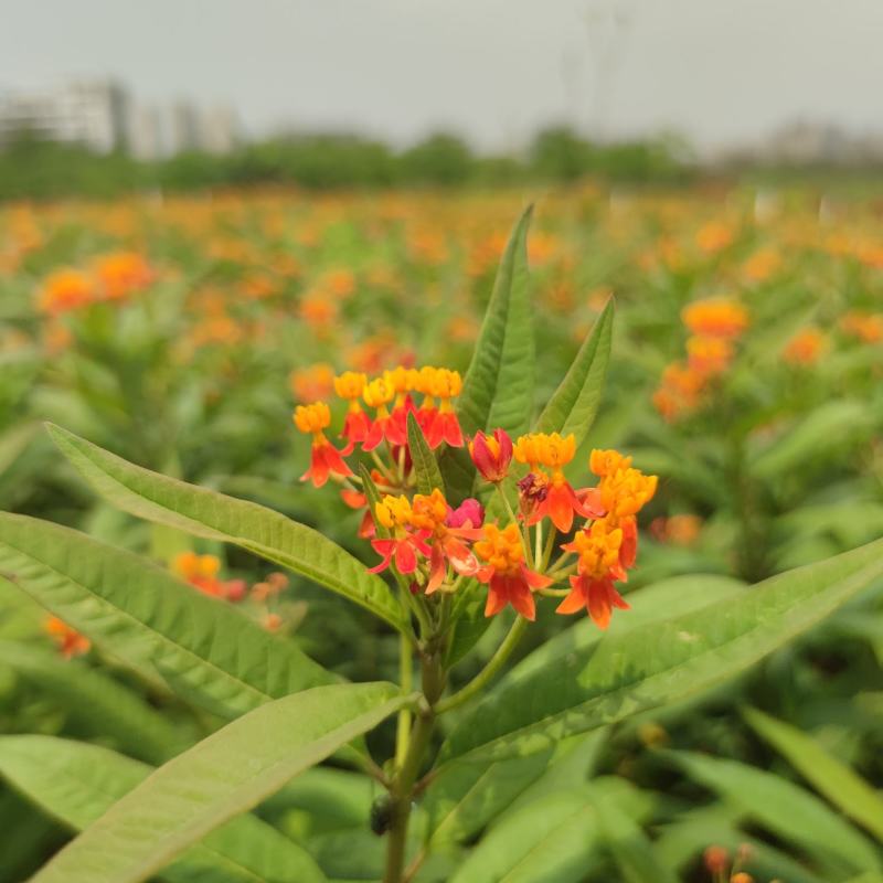 2304苗圃供应马利筋50-100cm高盆栽苗开花