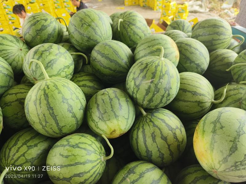 精品特小凤西瓜现货大量上市，江苏直购种植产地欢迎采购