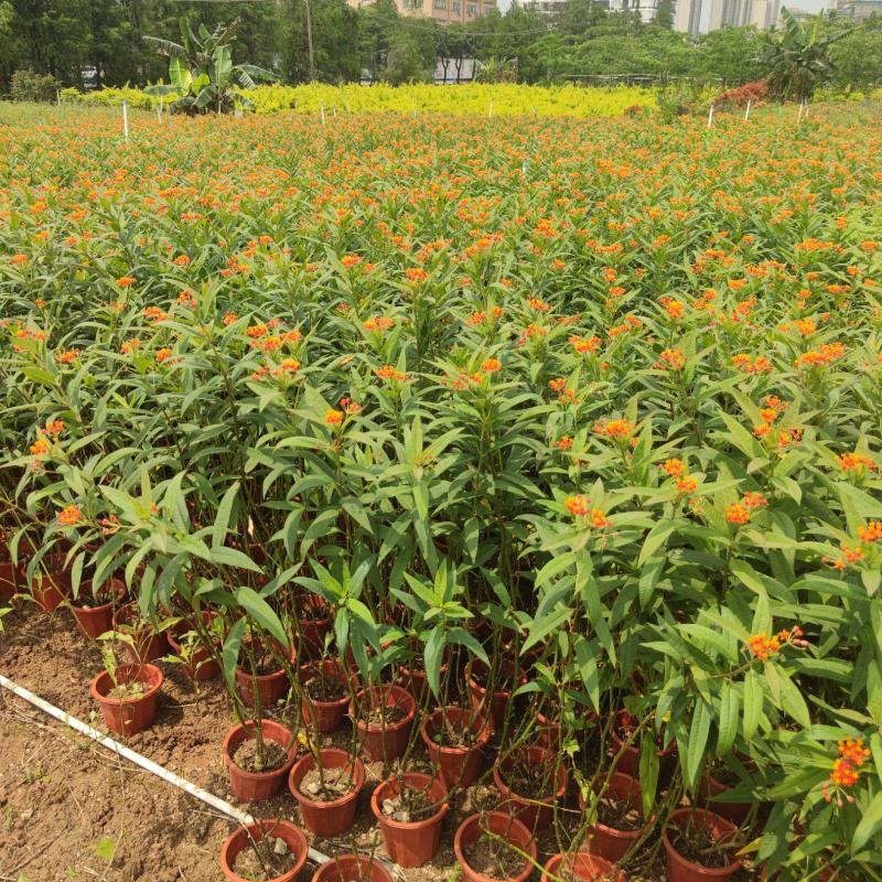 2304苗圃供应马利筋50-100cm高盆栽苗开花