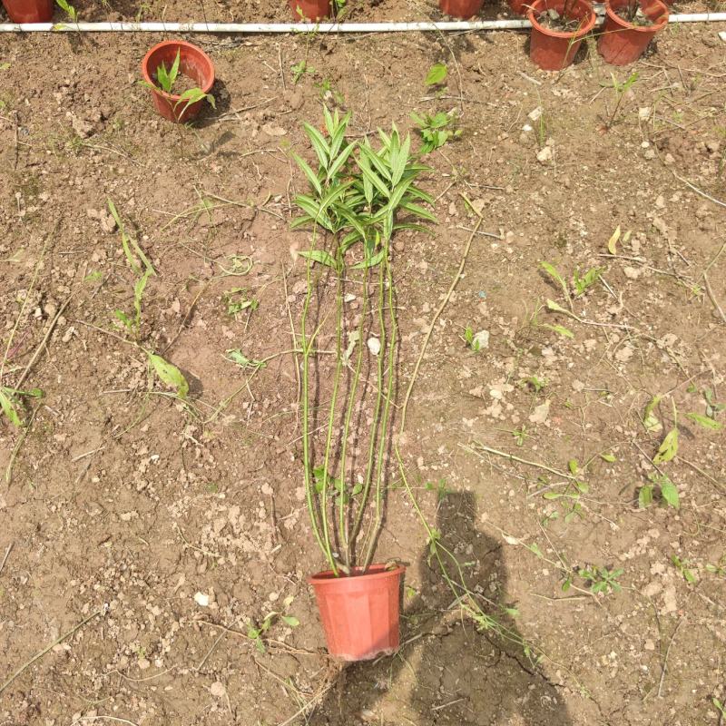 2304苗圃供应马利筋50-100cm高盆栽苗开花