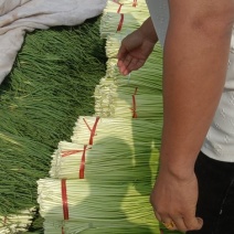 基地红帽蒜苔大量现货