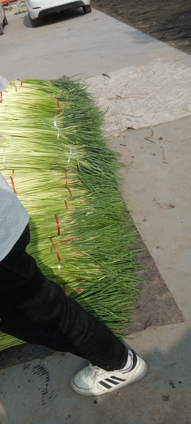 基地红帽蒜苔大量现货
