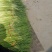 基地红帽蒜苔大量现货