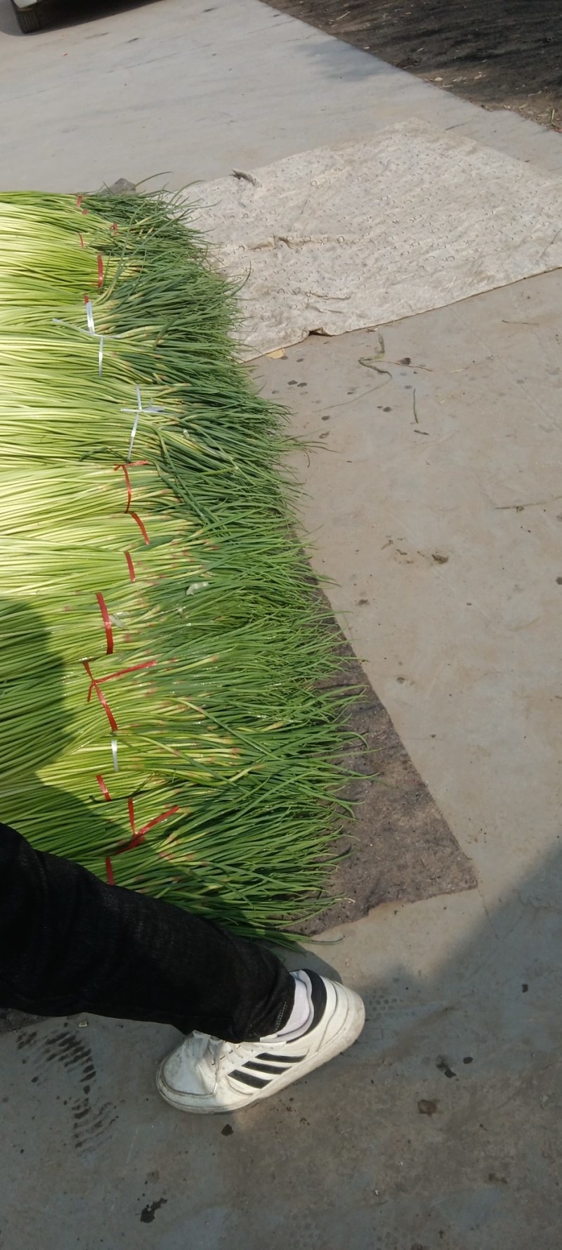 基地红帽蒜苔大量现货