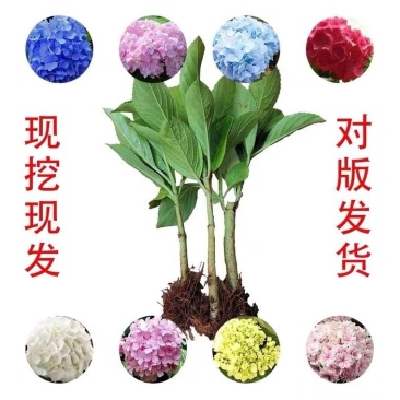 云南绣球花苗基地直销阳台庭院无尽夏八仙花盆栽地栽耐寒