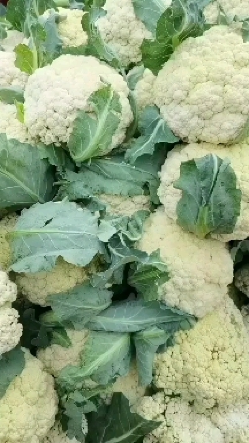 山东菏泽单县有机松花菜