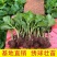 云南绣球花苗基地直销阳台庭院无尽夏八仙花盆栽地栽耐寒