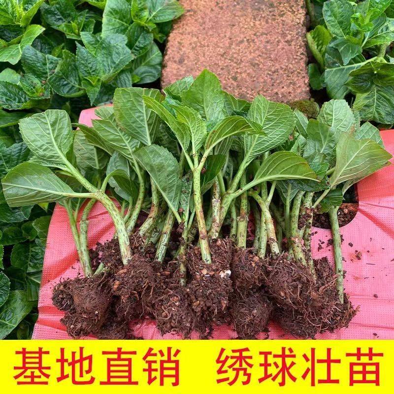 云南绣球花苗基地直销阳台庭院无尽夏八仙花盆栽地栽耐寒