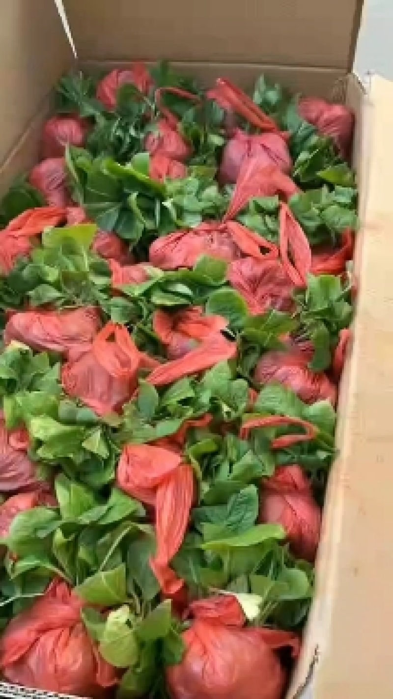 云南绣球花苗基地直销阳台庭院无尽夏八仙花盆栽地栽耐寒