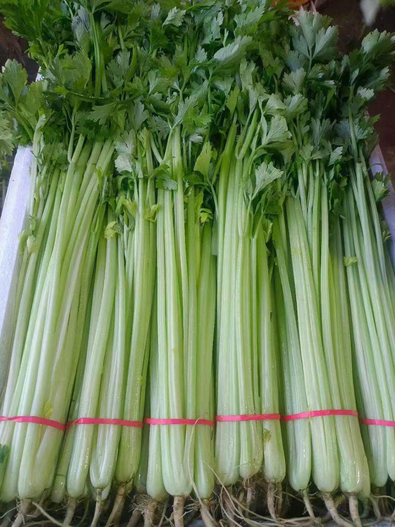 精品芹菜