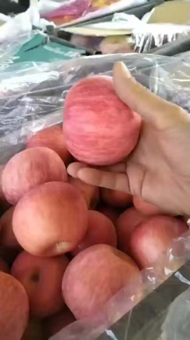 山东冷库红富士苹果，货源充足，质量保证全国发货