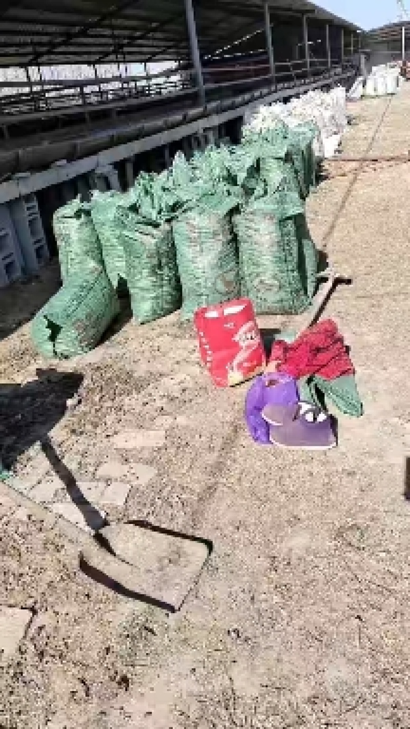 山东省济宁市梁山县黑虎庙镇纯自然发酵纯羊粪蛋大量现货