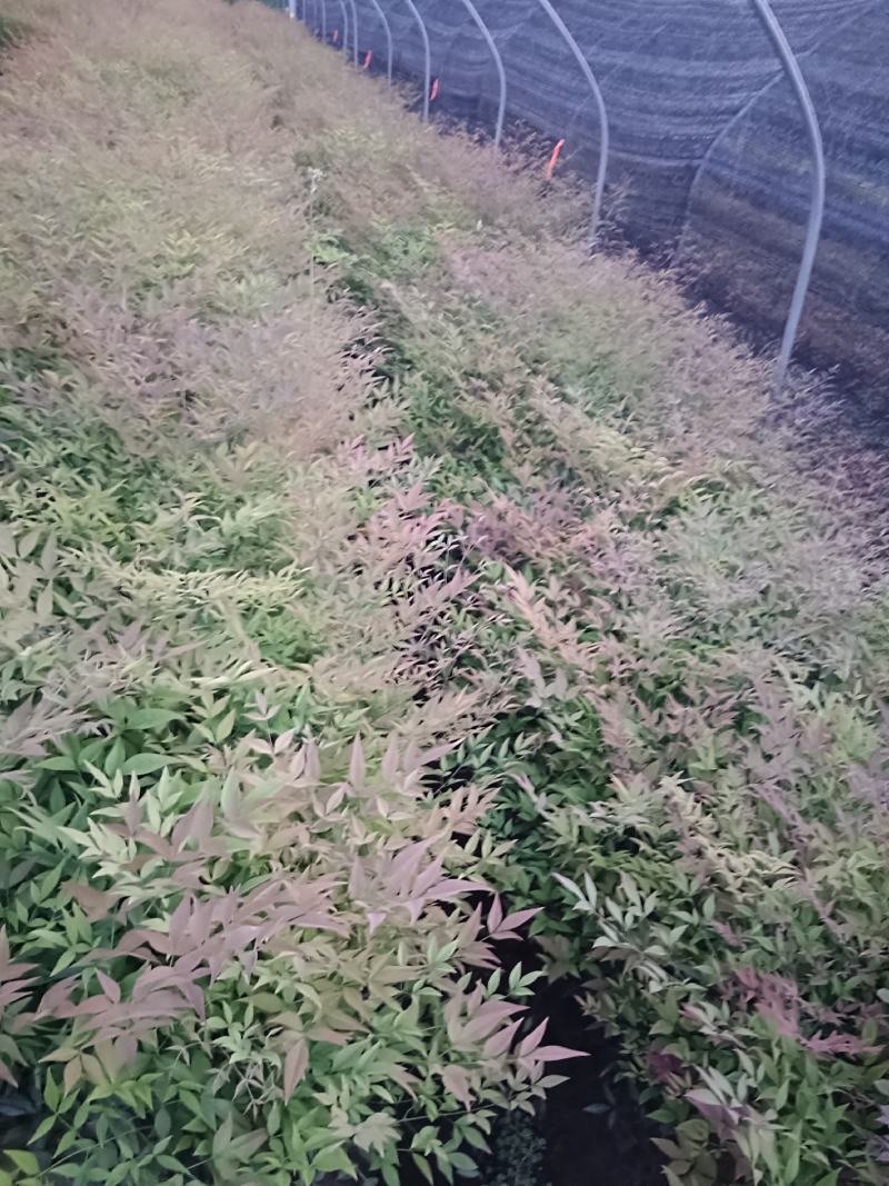 南天竹大杯
