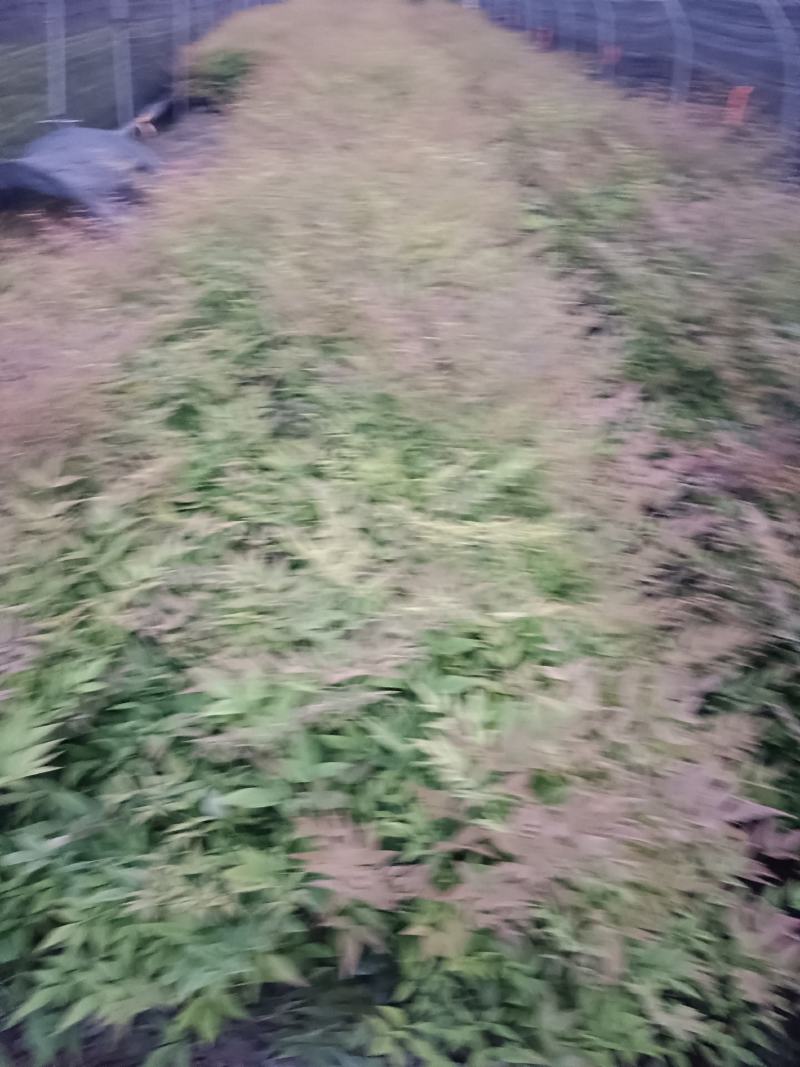 南天竹大杯
