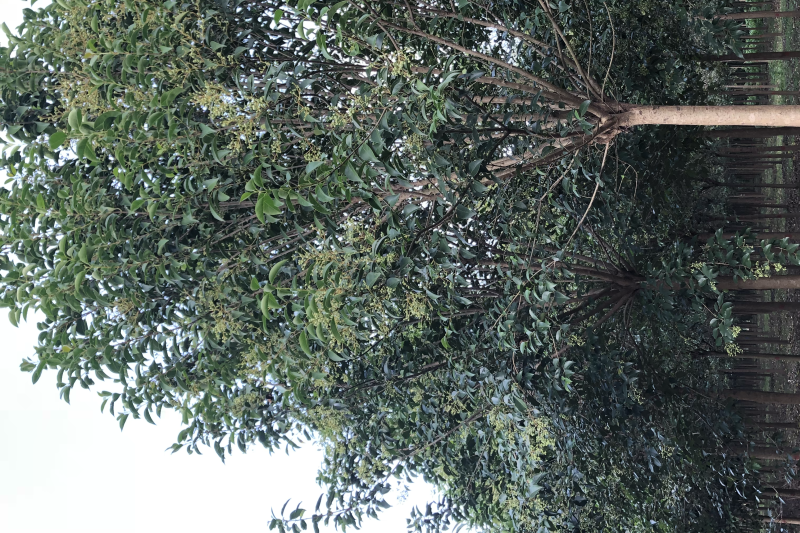 8公分女贞大叶女贞现货先发可视频看货