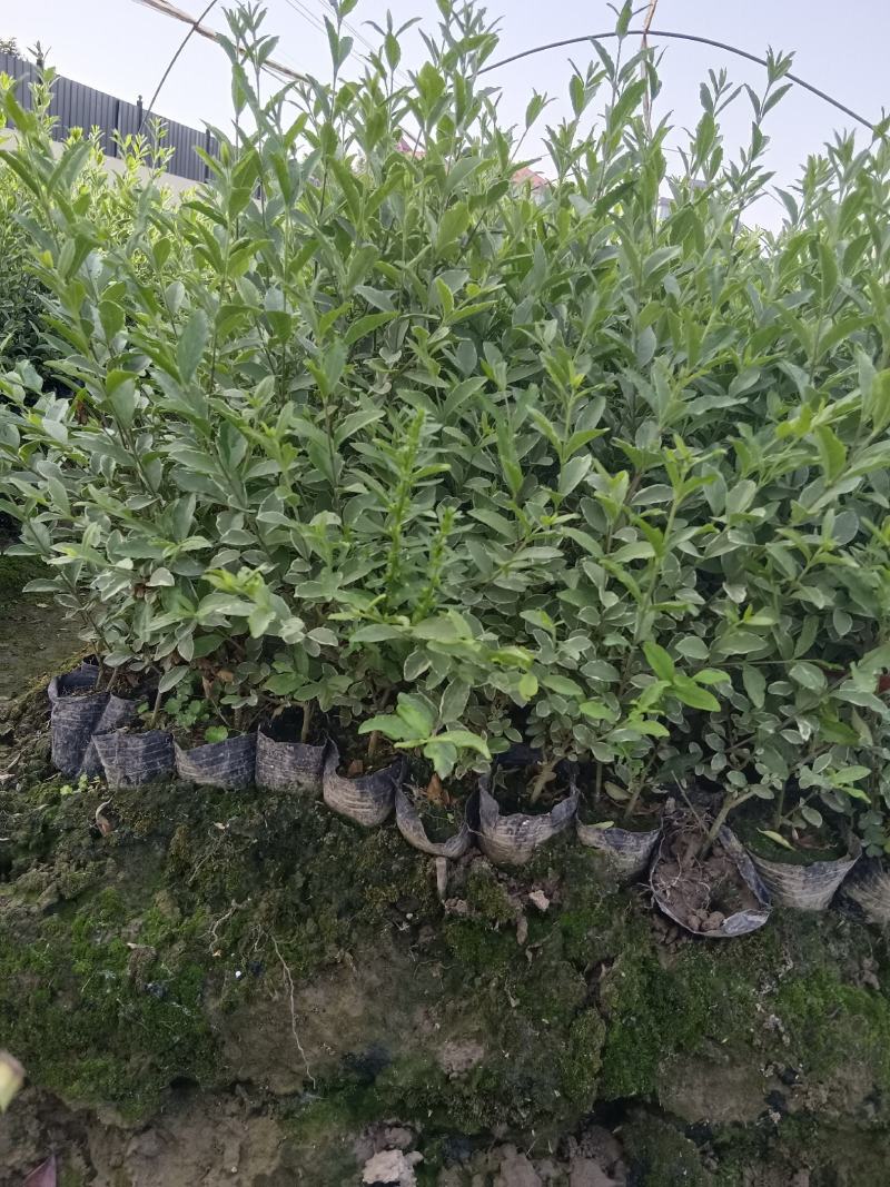 银姬小蜡小杯苗木