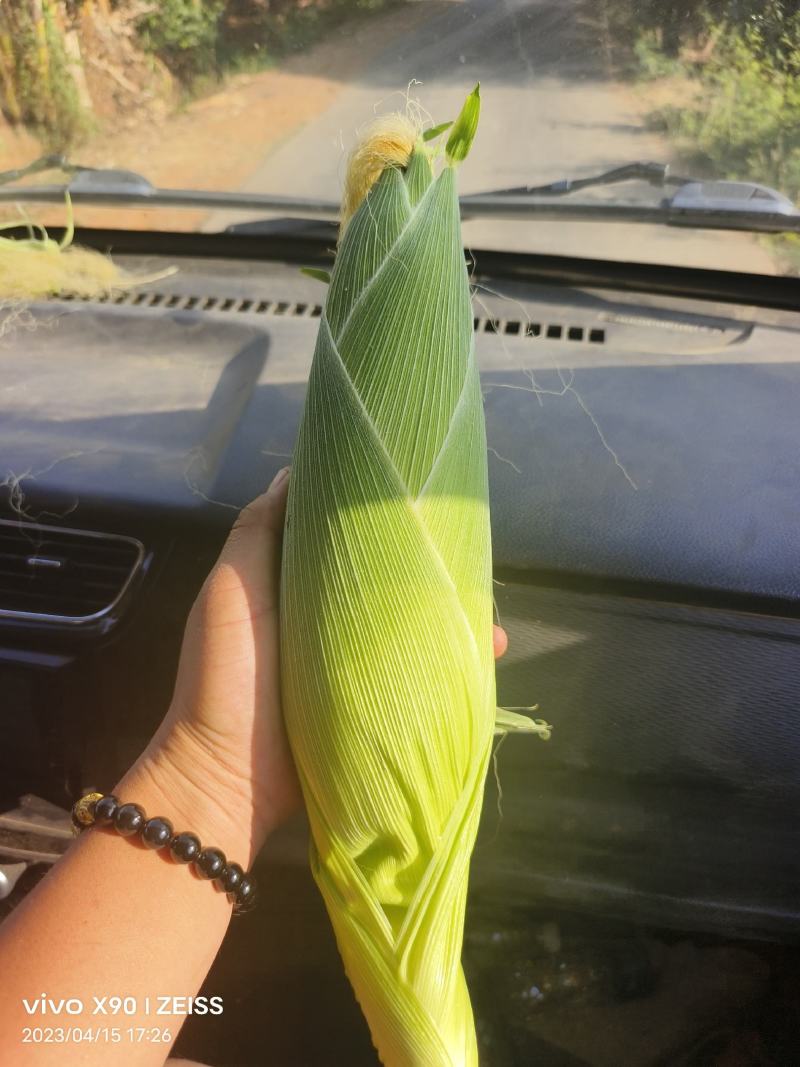 万糯玉米万糯玉米水果玉米产地货源充足保质保量对接市场商超