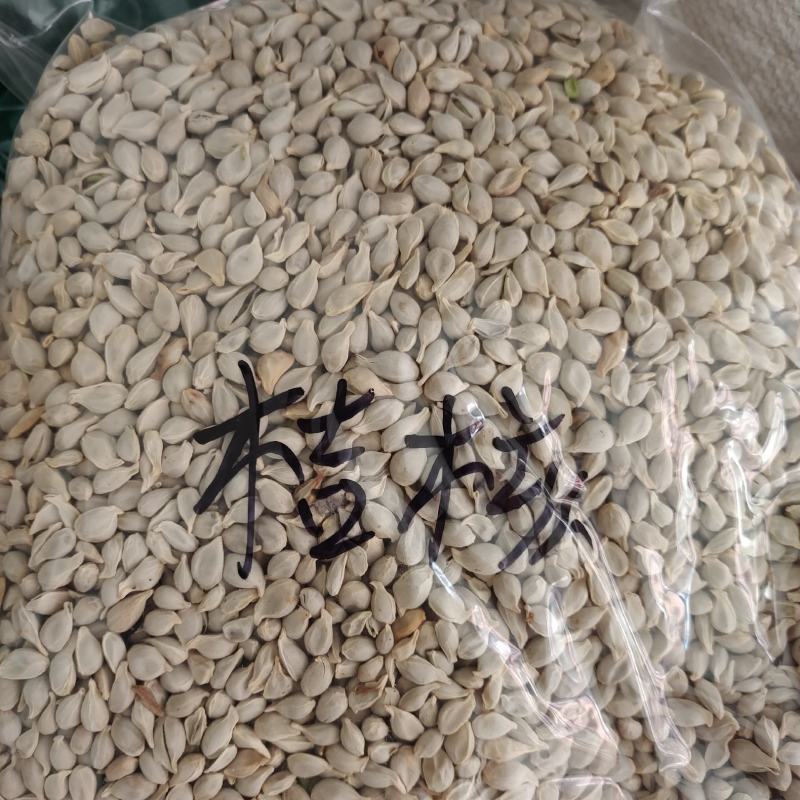 橘核，桔核，干净无杂质，一手货源，保质保量，批发各种中药