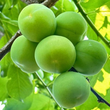 广西早李，三月李大量仁应，酸甜可口，各种规格齐全