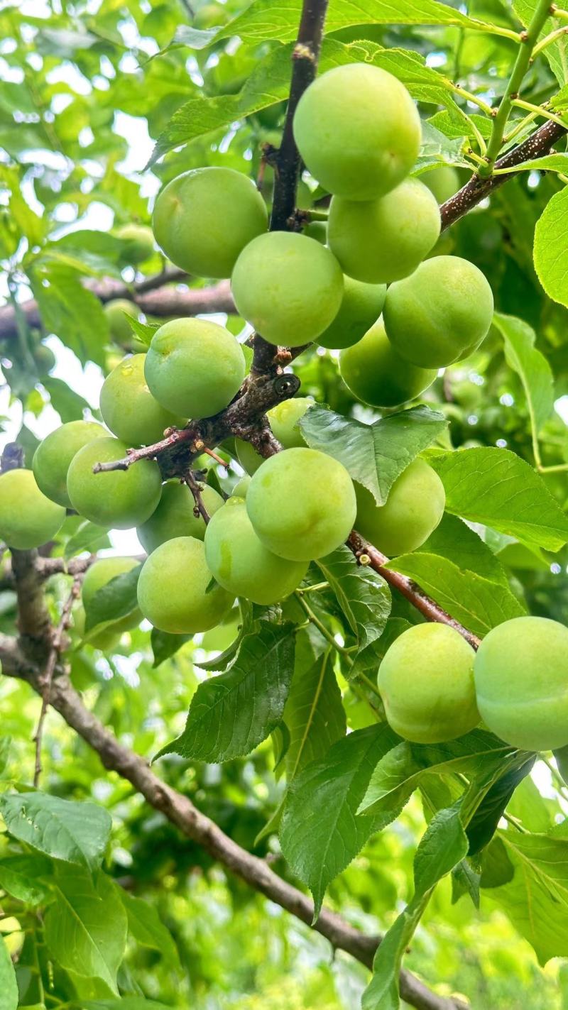 广西早李，三月李大量仁应，酸甜可口，各种规格齐全