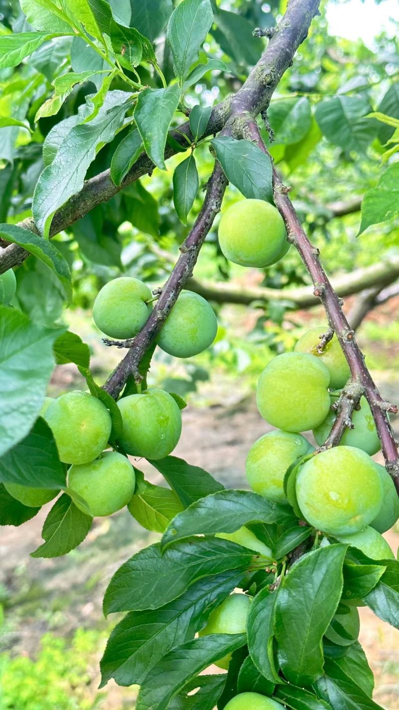 广西早李，三月李大量仁应，酸甜可口，各种规格齐全