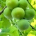 广西早李，三月李大量仁应，酸甜可口，各种规格齐全