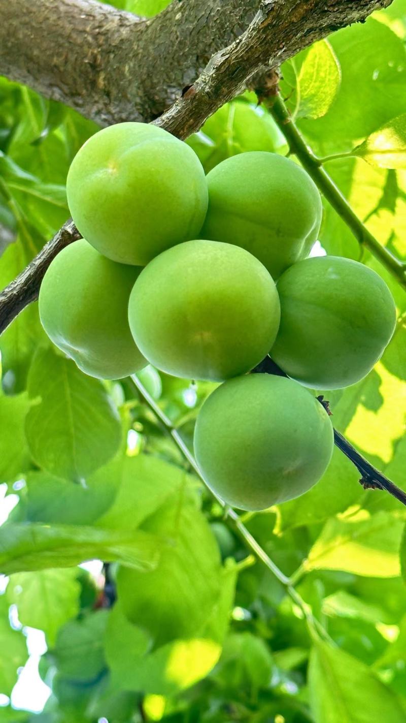 广西早李，三月李大量仁应，酸甜可口，各种规格齐全