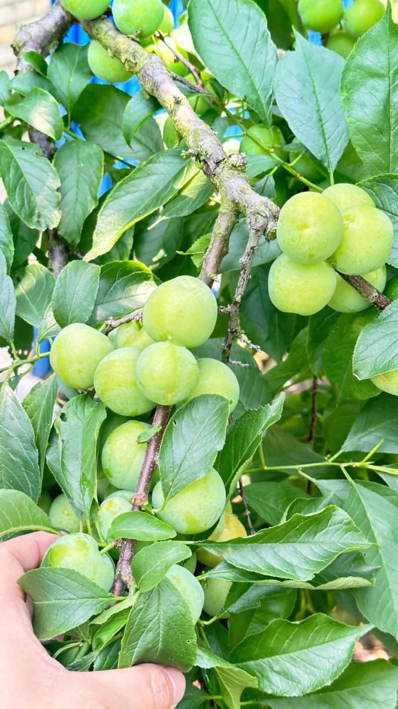 广西早李，三月李大量仁应，酸甜可口，各种规格齐全