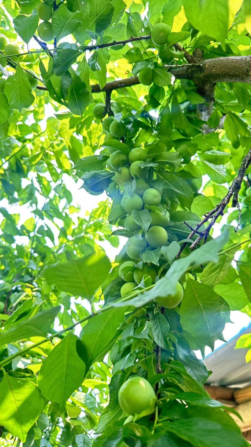 广西早李，三月李大量仁应，酸甜可口，各种规格齐全