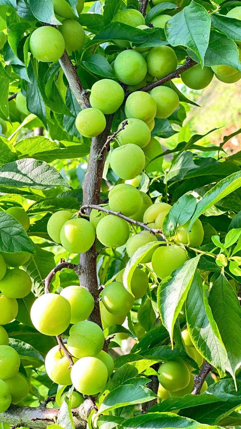 广西早李，三月李大量仁应，酸甜可口，各种规格齐全