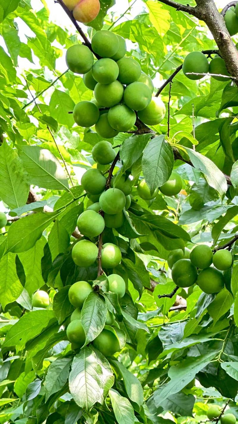 广西早李，三月李大量仁应，酸甜可口，各种规格齐全