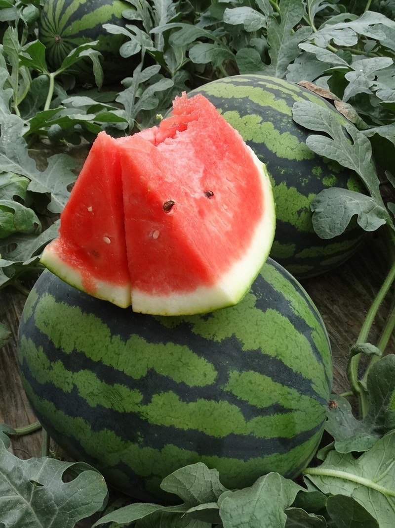 【精品】山东甜王西瓜，大量现货上市，个头均匀质量保证全国供应