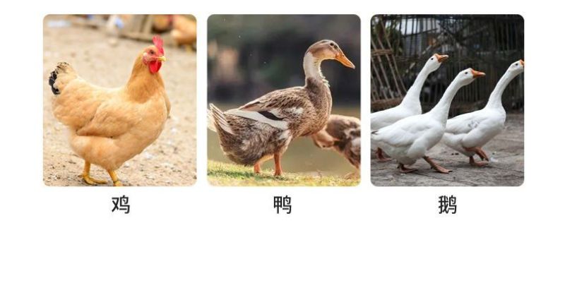 兽用益生菌加酶益生素猪牛羊禽用鸡鸭调节肠道肠胃拉稀饲料添