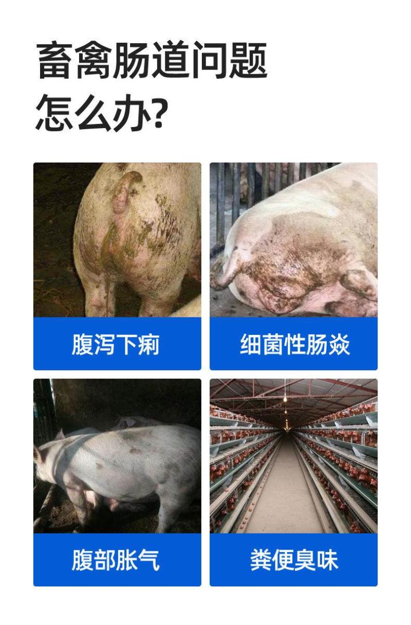 兽用益生菌加酶益生素猪牛羊禽用鸡鸭调节肠道肠胃拉稀饲料添