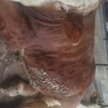 西门塔尔育肥公牛16.5每斤