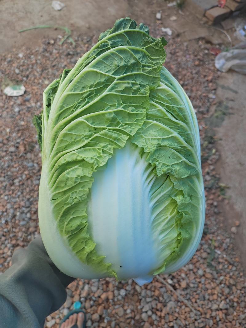 河南黄心菜，个头均匀。基地直发，大量现货供应，欢迎来电！