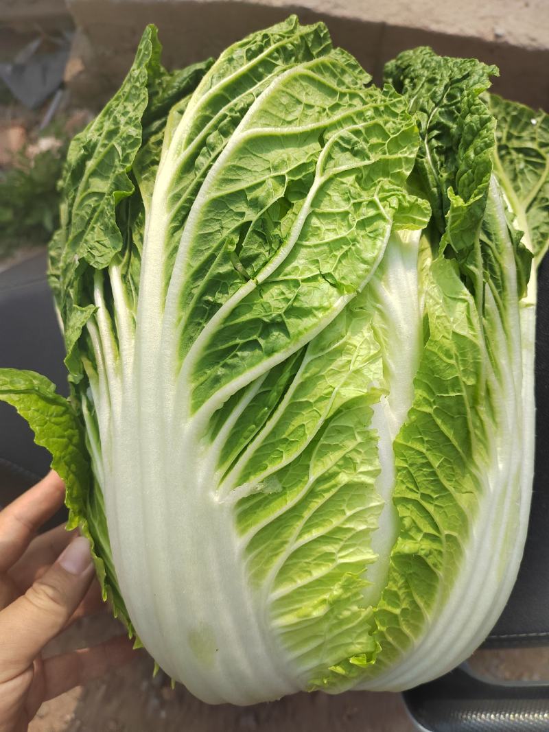 河南黄心菜，个头均匀。基地直发，大量现货供应，欢迎来电！