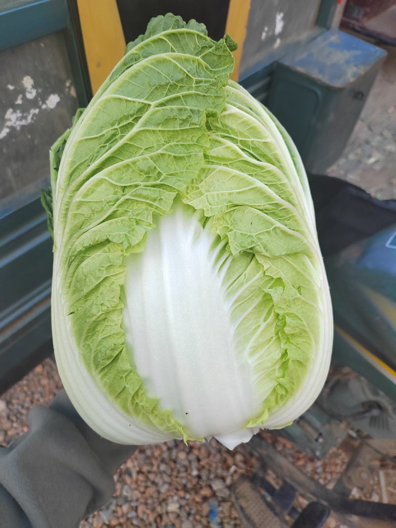 河南黄心菜，个头均匀。基地直发，大量现货供应，欢迎来电！